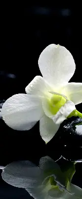 Ablakra akasztható roló orchideák és elegancia mintával