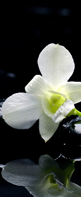 Ablakra akasztható roló Orchideák és elegancia