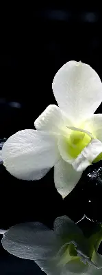 Ablakra akasztható roló orchideák és elegancia mintával