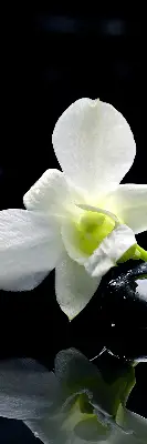 Ablakra akasztható roló orchideák és elegancia mintával