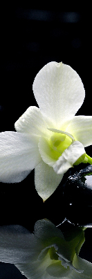 Ablakra akasztható roló Orchideák és elegancia