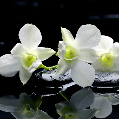 Ablakra akasztható roló orchideák és elegancia mintával