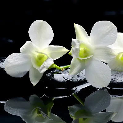 Ablakra akasztható roló orchideák és elegancia mintával