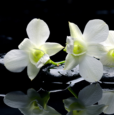 Ablakra akasztható roló Orchideák és elegancia