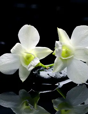 Ablakra akasztható roló orchideák és elegancia mintával