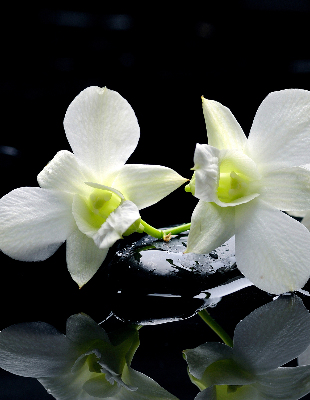 Ablakra akasztható roló Orchideák és elegancia