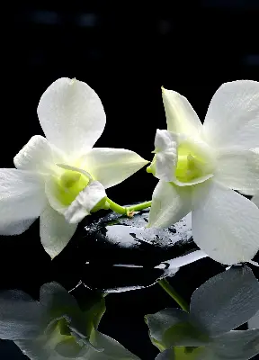 Ablakra akasztható roló orchideák és elegancia mintával