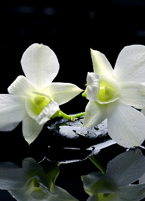 Ablakra akasztható roló Orchideák és elegancia