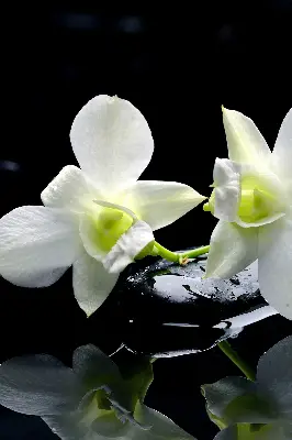 Ablakra akasztható roló orchideák és elegancia mintával