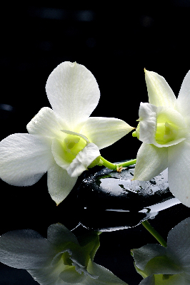 Ablakra akasztható roló Orchideák és elegancia