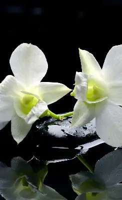 Ablakra akasztható roló orchideák és elegancia mintával