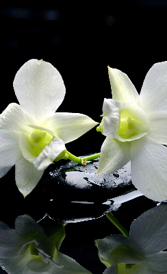 Ablakra akasztható roló Orchideák és elegancia