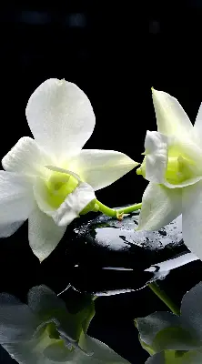 Ablakra akasztható roló orchideák és elegancia mintával