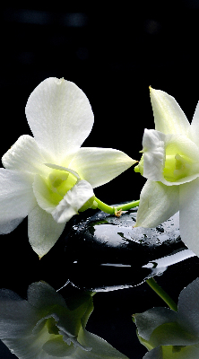 Ablakra akasztható roló Orchideák és elegancia
