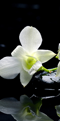 Ablakra akasztható roló Orchideák és elegancia