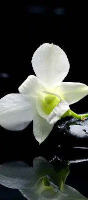 Ablakra akasztható roló orchideák és elegancia mintával