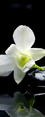 Ablakra akasztható roló orchideák és elegancia mintával