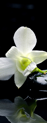 Ablakra akasztható roló Orchideák és elegancia