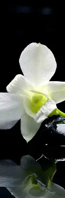 Ablakra akasztható roló orchideák és elegancia mintával
