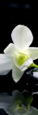 Ablakra akasztható roló Orchideák és elegancia
