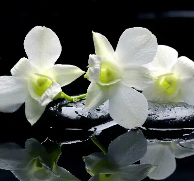 Ablakra akasztható roló orchideák és elegancia mintával
