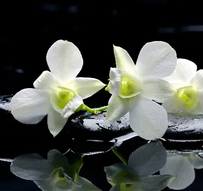 Ablakra akasztható roló orchideák és elegancia mintával