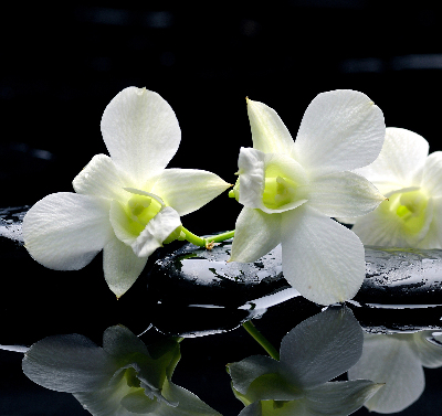 Ablakra akasztható roló Orchideák és elegancia