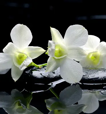 Ablakra akasztható roló orchideák és elegancia mintával