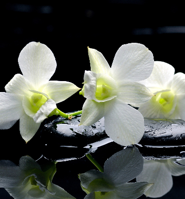 Ablakra akasztható roló Orchideák és elegancia
