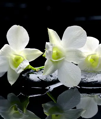 Ablakra akasztható roló orchideák és elegancia mintával