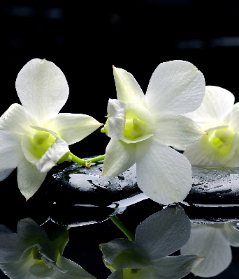 Ablakra akasztható roló Orchideák és elegancia