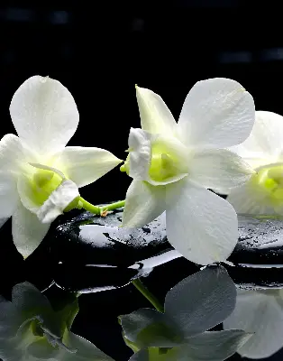 Ablakra akasztható roló orchideák és elegancia mintával