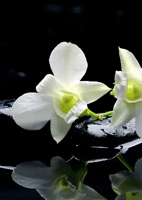 Ablakra akasztható roló orchideák és elegancia mintával