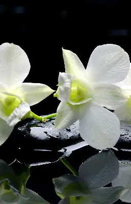 Ablakra akasztható roló orchideák és elegancia mintával