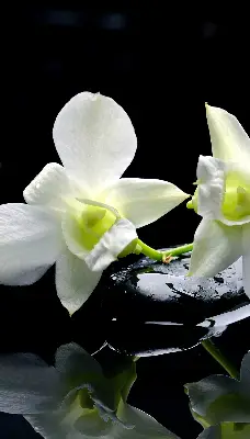 Ablakra akasztható roló orchideák és elegancia mintával