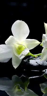Ablakra akasztható roló orchideák és elegancia mintával