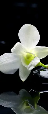 Ablakra akasztható roló orchideák és elegancia mintával