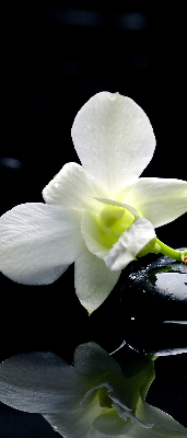 Ablakra akasztható roló Orchideák és elegancia