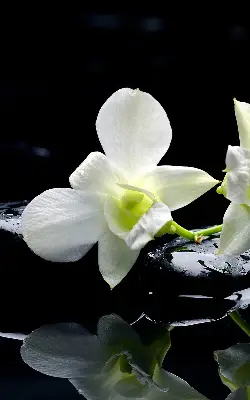 Ablakra akasztható roló orchideák és elegancia mintával