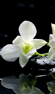Ablakra akasztható roló orchideák és elegancia mintával
