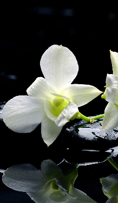 Ablakra akasztható roló Orchideák és elegancia
