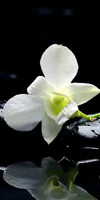 Ablakra akasztható roló orchideák és elegancia mintával