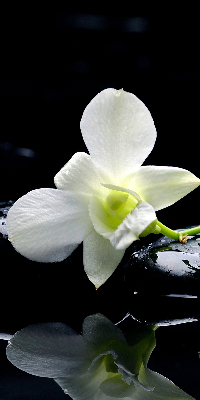 Ablakra akasztható roló Orchideák és elegancia