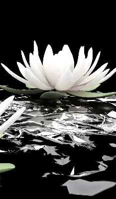 Ablakra szerelhető roló tavirózsák a felszínen mintával