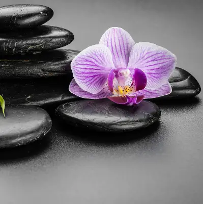 Ablakra akasztható roló orchidea a köveken mintával