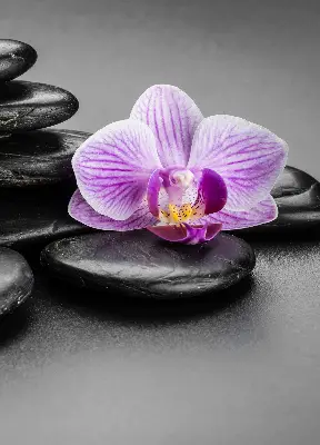 Ablakra akasztható roló orchidea a köveken mintával