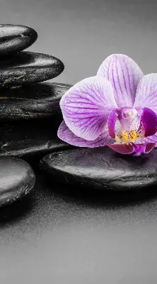 Ablakra akasztható roló orchidea a köveken mintával