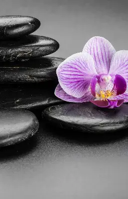 Ablakra akasztható roló orchidea a köveken mintával