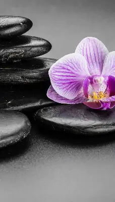 Ablakra akasztható roló orchidea a köveken mintával