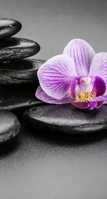 Ablakra akasztható roló orchidea a köveken mintával